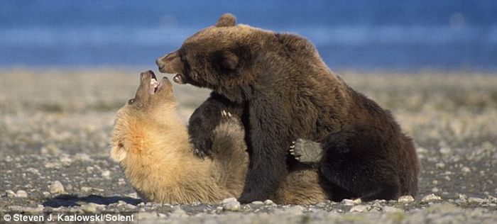 Grizzly Bear Fight (7 pics)