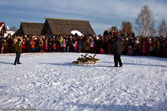 Traditional Goose Fighting in Russia (8 pics)