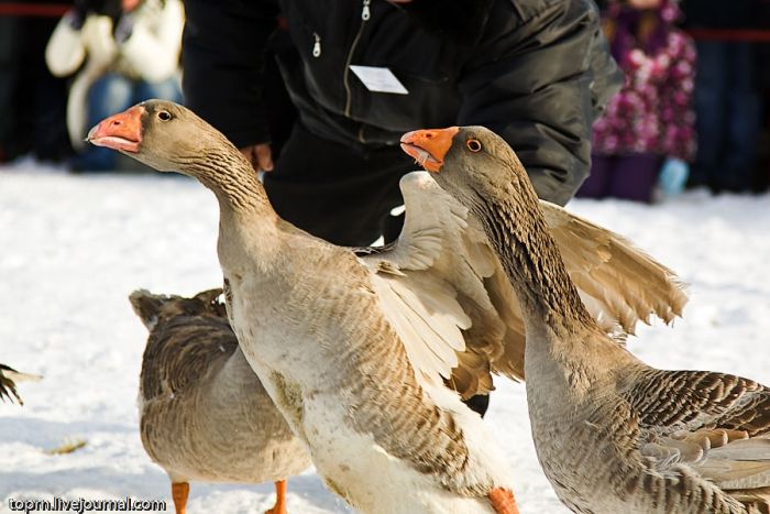 Traditional Goose Fighting in Russia (8 pics)