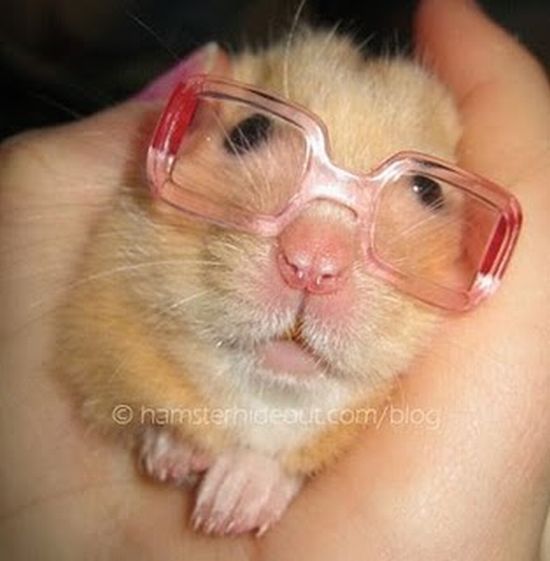 Animals with Glasses (24 pics)