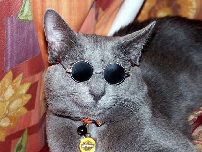 Animals with Glasses (24 pics)