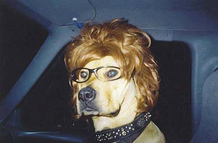 Animals with Glasses (24 pics)