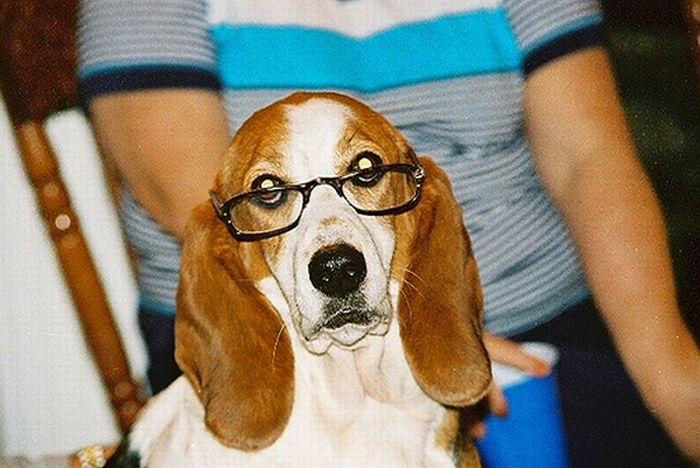 Animals with Glasses (24 pics)