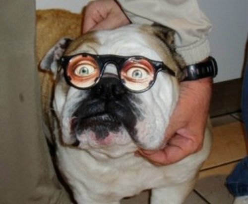 Animals with Glasses (24 pics)