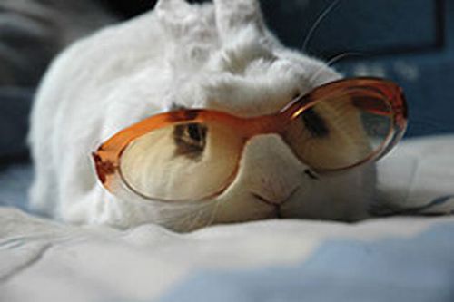 Animals with Glasses (24 pics)