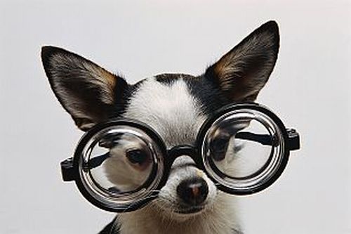 Animals with Glasses (24 pics)