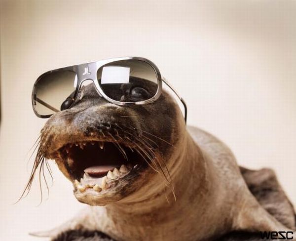 Animals with Glasses (24 pics)