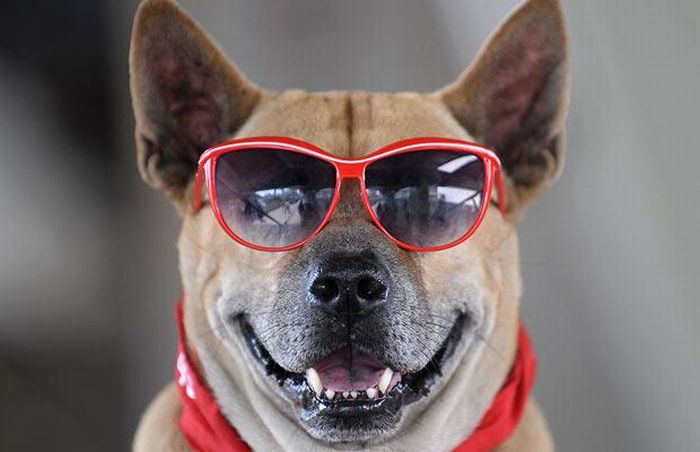 Animals with Glasses (24 pics)