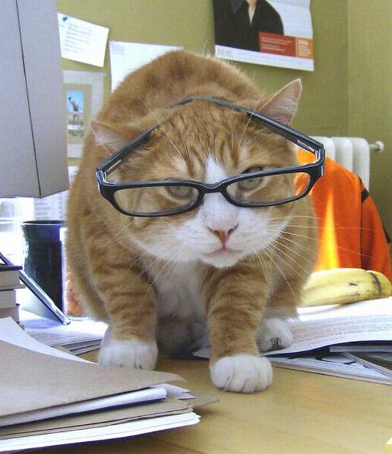 Animals with Glasses (24 pics)