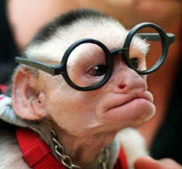 Animals with Glasses (24 pics)