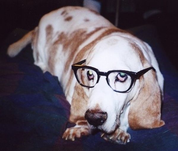 Animals with Glasses (24 pics)