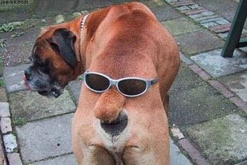 Animals with Glasses (24 pics)