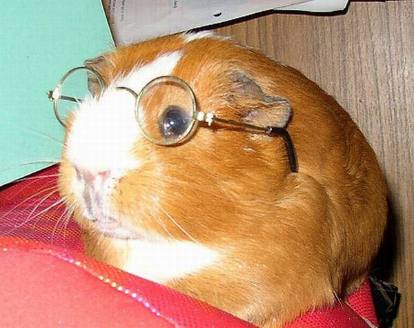 Animals with Glasses (24 pics)