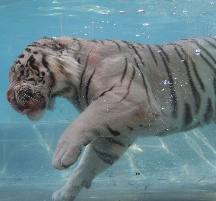 Diving White Tiger (26 pics)