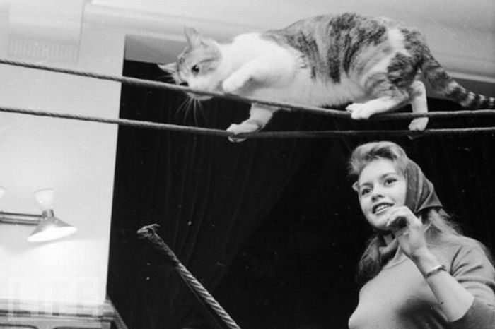 Famous People and Their Cats (67 pics)