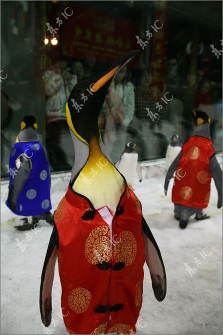 Traditionally-Dressed Penguins Celebrate Chinese New Year (8 pics)