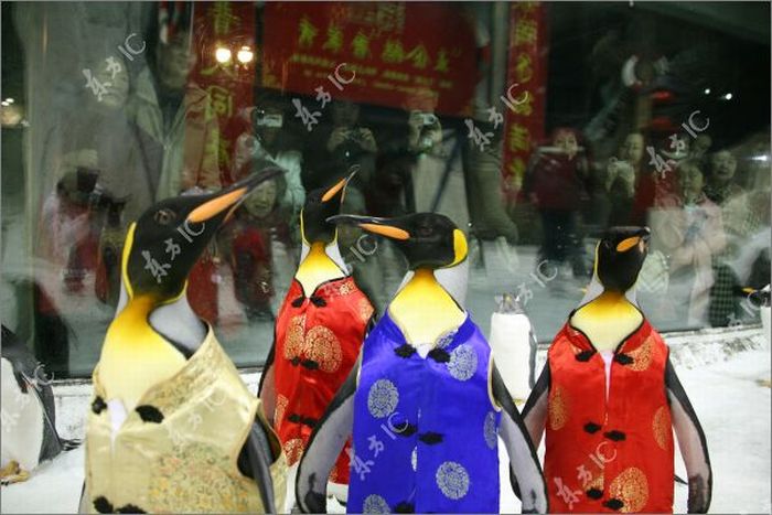 Traditionally-Dressed Penguins Celebrate Chinese New Year (8 pics)