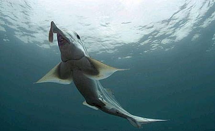 The Strangest-Looking Sharks in the World (19 pics)
