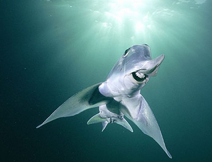 The Strangest-Looking Sharks in the World (19 pics)