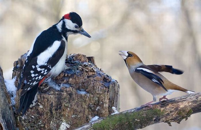 Woodpecker and Grosbeak kissing? No way. (5 pics)