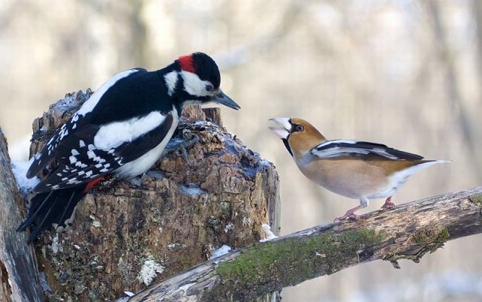 Woodpecker and Grosbeak kissing? No way. (5 pics)