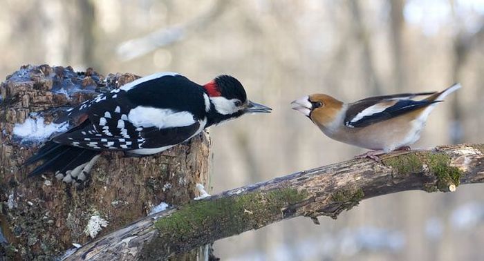 Woodpecker and Grosbeak kissing? No way. (5 pics)