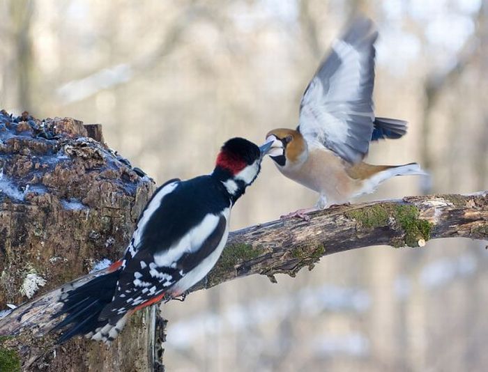 Woodpecker and Grosbeak kissing? No way. (5 pics)