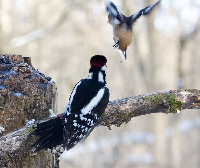 Woodpecker and Grosbeak kissing? No way. (5 pics)