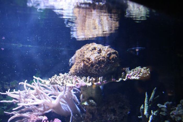 Stonefish - Master of Camouflage (20 pics)