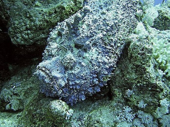 Stonefish - Master of Camouflage (20 pics)