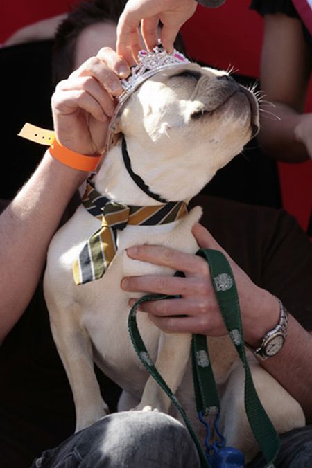 Bulldog Beauty Contest (19 pics)