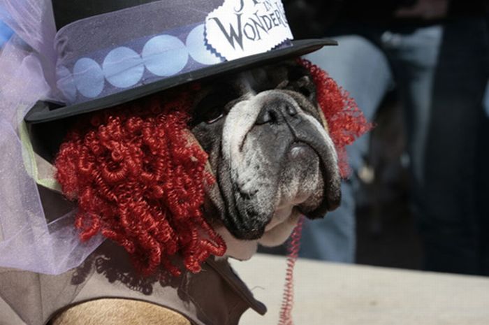 Bulldog Beauty Contest (19 pics)