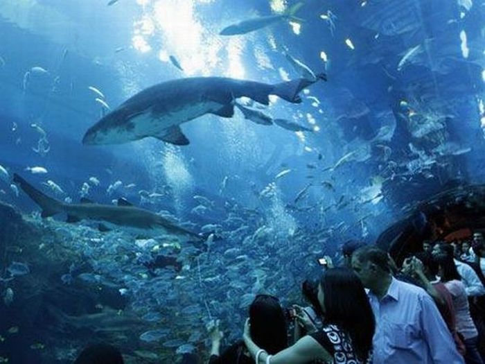 A Leak in a Giant Aquarium in Dubai (14 pics + 1 video)