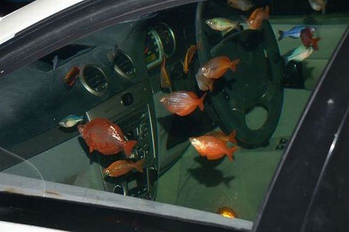 Car Aquarium (9 pics)