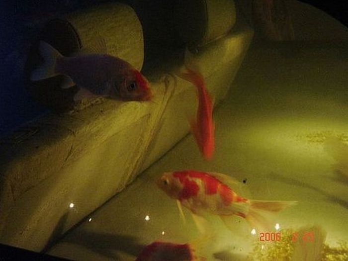 Car Aquarium (9 pics)