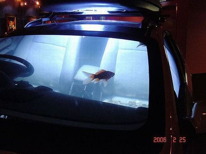 Car Aquarium 9 Pics