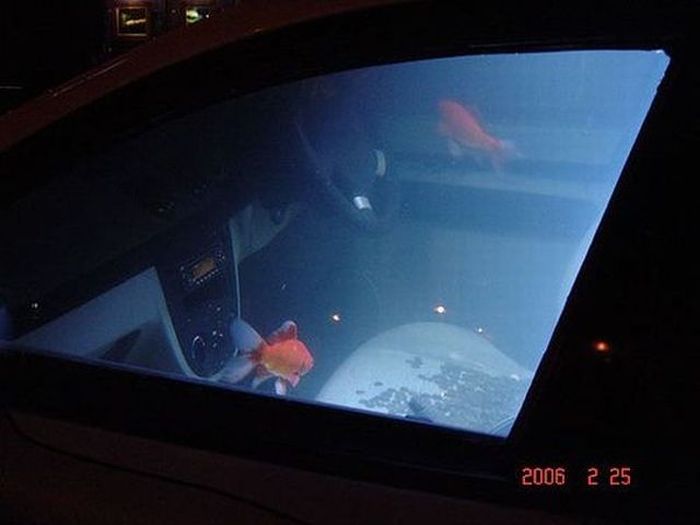 Car Aquarium (9 pics)