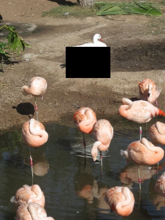 Duck That Lives with Flamingos Learn Their Habits (2 pics)
