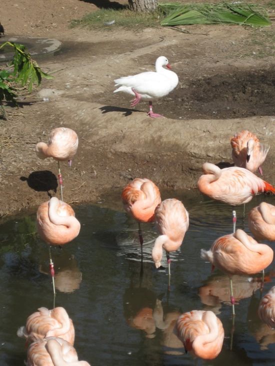 Duck That Lives with Flamingos Learn Their Habits (2 pics)