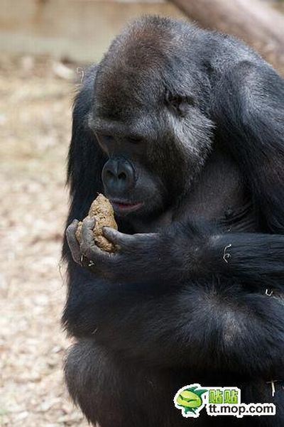 Ape is Eating Its Own Poo (10 pics)