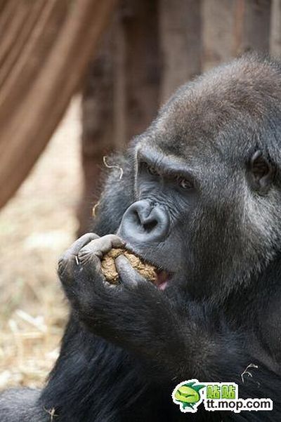 Ape is Eating Its Own Poo (10 pics)