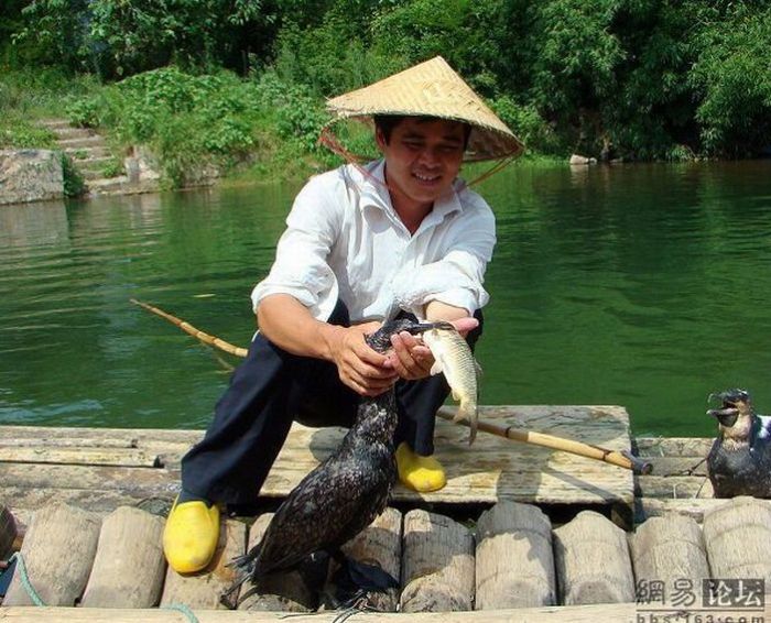 Bird Fishing (10 pics)