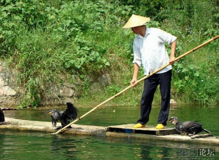 Bird Fishing (10 pics)