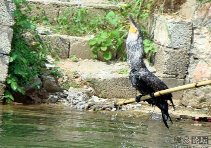 Bird Fishing (10 pics)