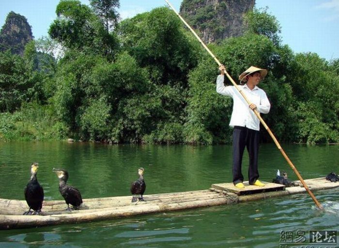 Bird Fishing (10 pics)