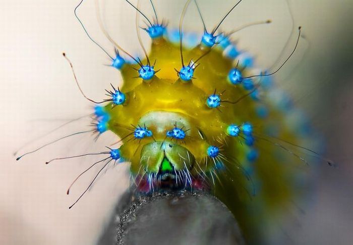 Unusual Crawlers (33 pics)