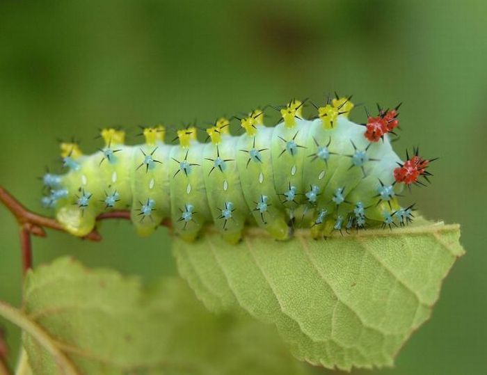 Unusual Crawlers (33 pics)