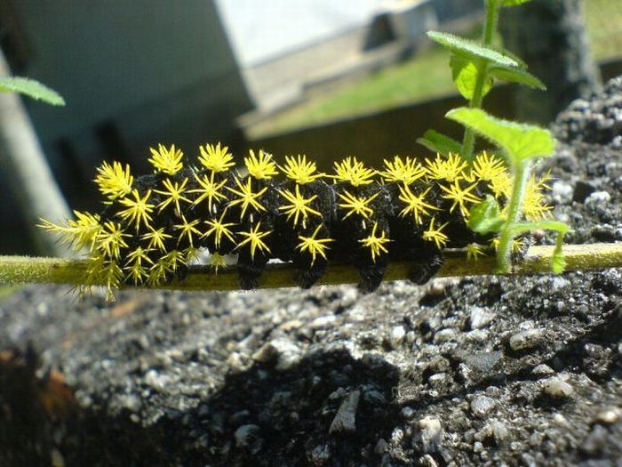 Unusual Crawlers (33 pics)