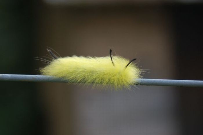Unusual Crawlers (33 pics)