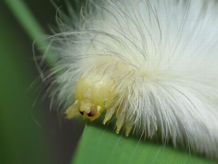 Unusual Crawlers (33 pics)